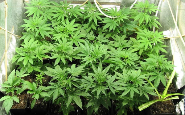 Une culture de cannabis découverte dans le sous-sol d'une maison cambriolée près de Rouen