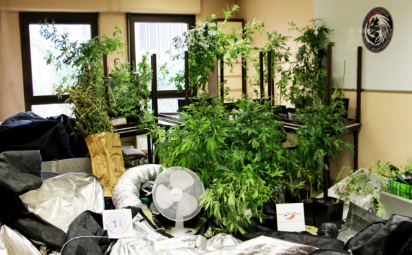 Un Yvelinois cultivait des pieds de cannabis chez lui : le trafic lui aurait rapporté 60.000 €
