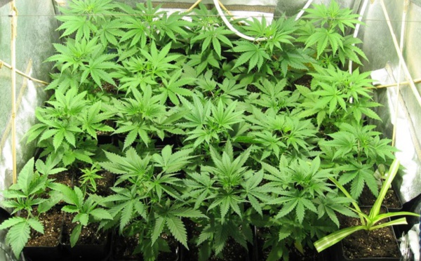 Rouen : une culture d'herbe de cannabis découverte grâce à un huissier