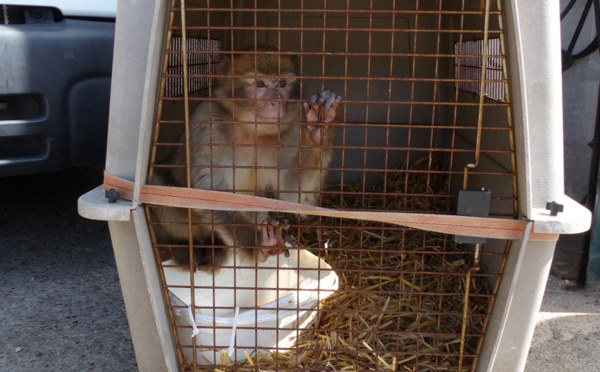 Easy, le singe magot, recueilli par la mairie de Caudebec-lès-Elbeuf, a trouvé refuge aux Pays-Bas