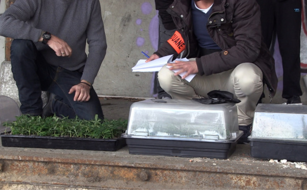 Plus de 900 pieds de cannabis saisis par la douane dans une "ferme" près de Paris 