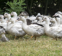 Grippe aviaire : protection renforcée dans 102 communes de Seine-Maritime et de l'Eure