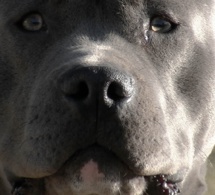 Oissel : en infraction avec la législation, la propriétaire d'un «chien d'attaque» verbalisée 