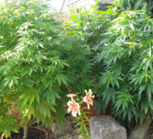 À Barentin, le quadragénaire cultivait des plants de cannabis dans son pavillon pour sa consommation