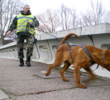 Disparition de Léo à Romilly-sur-Andelle (Eure) : un chien Saint-Hubert engagé dans les recherches 
