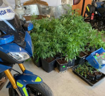 Eure : 50 pieds de cannabis découverts chez un conducteur contrôlé positif aux stupéfiants