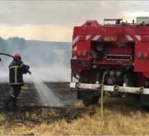 Deux hectares de fougère et de tourbe détruits en forêt de Roumare, en Seine-Maritime
