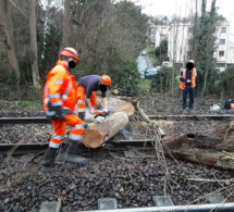 Yvelines : un arbre s’abat sur les voies à Villennes-sur-Seine, le trafic des trains interrompu 