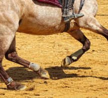 Seine-Maritime : un cavalier blessé grièvement lors d’une chute de cheval à Montivilliers 
