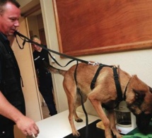 Val-de-Reuil : Près d'un demi kilo de cocaïne découvert par le chien anti-drogue