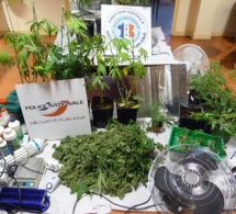 Il cultivait des plants de cannabis dans son sous-sol pour sa consommation personnelle
