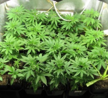 Seine-Maritime : il cultivait des plants de cannabis dans son appartement 