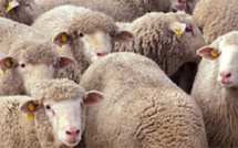 60 moutons attendaient d'être sacrifiés : un abattoir clandestin découvert en Seine-Maritime