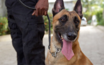 Rouen : les faux agents de la "brigade cynophile" dérobent le téléphone d'un adolescent