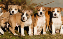 A Darnétal, près de Rouen, ils volent sous la menace sept chiots American Staffordshire 