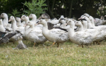 Grippe aviaire : protection renforcée dans 102 communes de Seine-Maritime et de l'Eure