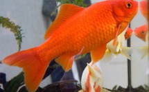 Rouen : ils allument un feu square Verdrel pour incinérer leur poisson rouge 