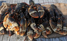 2 000 homards volés dans un entrepôt frigorique au Havre : la police lance un appel à témoin