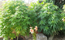 À Barentin, le quadragénaire cultivait des plants de cannabis dans son pavillon pour sa consommation