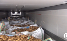 La douane saisit plus d'une tonne de résine de cannabis dans un chargement de pommes de terre