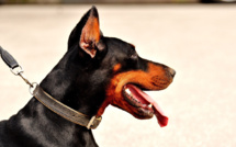 Petit-Quevilly : une femme attaquée par son doberman dans son jardin, elle est blessée au cou 