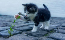 Évreux : il frappe sa mère et balance le chaton de 4 mois par la fenêtre du 4ème étage