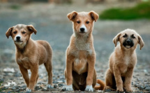 Yvelines : la police saisit 38 animaux dans un élevage canin à Andrésy pour mauvais traitement 