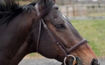 Seine-Maritime : un cavalier découvert mort près de son cheval à Lillebonne
