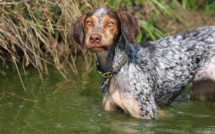 Seine-Maritime : quatre chiens de chasse disparus recherchés par les sapeurs-pompiers à Saint-Pierre-de-Varengeville