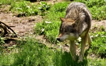 Pas de loup en forêt de Lyons, dans l'Eure, selon l'Office de la chasse