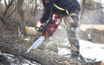 Seine-Maritime : tué par la chute d'un arbre lors d'une opération d'abattage à Etalonde