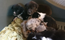 Elevage clandestin dans l'Eure : les chiens vivaient dans des « conditions déplorables »