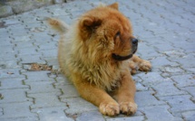 Seine-Maritime : une fillette de 3 ans grièvement blessée, mordue au visage par un chow-chow