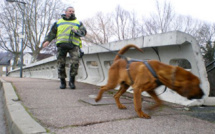 Disparition de Léo à Romilly-sur-Andelle (Eure) : un chien Saint-Hubert engagé dans les recherches 