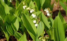 Evreux (Eure) : le muguet n'a pas porté bonheur à son voleur qui se retrouve en garde à vue