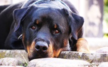 Eure : un enfant de 6 ans mordu au visage par un chien à Courbépine 