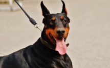 Le Havre : des bénévoles de la SPA victimes du vol d'un chien Doberman par trois adolescents armés