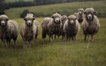 Le Havre : des moutons en mauvaise santé saisis en marge de l'Aïd-al-Adha
