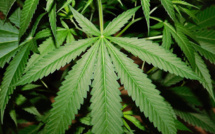 Yvelines : interpellé à Saint-Germain-en-Laye pour détention de stupéfiants et de munitions de guerre