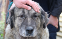 Opération "coup de poing" dans un élevage non conforme des Yvelines : douze chiens sauvés par la SPA