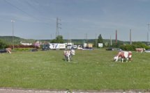 Vaches vandalisées : le maire de Saint-Etienne-du-Rouvray va déposer plainte