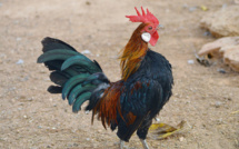 Six poulets d’ornement et deux oies décapités dans une jardinerie près de Rouen 