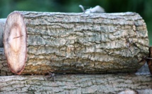 Accident de bûcheronnage à Etoutteville : un homme dans un état grave