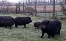 De nouveaux pensionnaires au refuge Brigitte Bardot dans l'Eure : cinq cochons vietnamiens