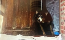 49 chats et chiens vivaient en captivité dans une maison insalubre en Seine-Maritime