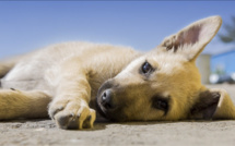Yvelines : le chiot de 4 mois était enfermé dans un cagibi sordide, il est saisi par la police  