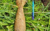 Yvelines : un obus découvert sur un chantier à Versailles 