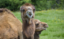 Grand-Quevilly : chameaux, buffles, lamas... victimes d’un acte de malveillance 