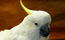 Le Cacatoès volé dans une animalerie près de Dieppe a été retrouvé sain et sauf à Fécamp 