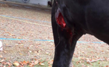 Un cheval du cirque Seneca blessé à l’arme blanche près de Rouen : une plainte est déposée 